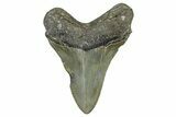 Serrated, Fossil Megalodon Tooth - North Carolina #368448-1
